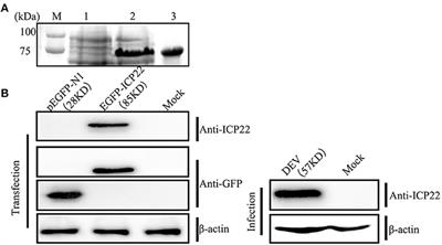 Duplicate US1 Genes of Duck Enteritis Virus Encode a Non-essential Immediate Early Protein Localized to the Nucleus